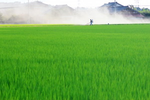 水稲除草剤効果が劣る